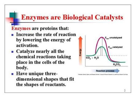 Enzymes.