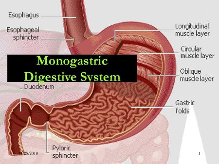 Monogastric Digestive System