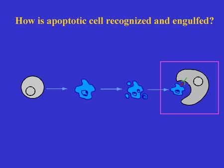 How is apoptotic cell recognized and engulfed?