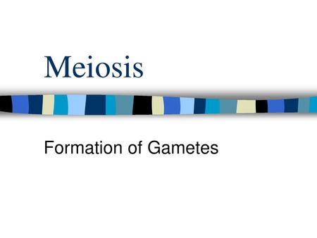 Meiosis Formation of Gametes.