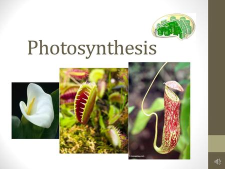 Photosynthesis.