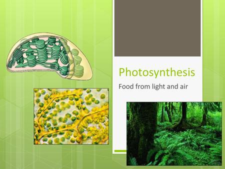 Photosynthesis Food from light and air.