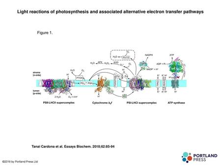 Light reactions of photosynthesis and associated alternative electron transfer pathways Light reactions of photosynthesis and associated alternative electron.