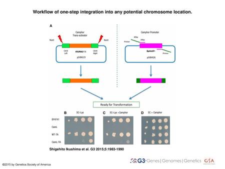 Workflow of one-step integration into any potential chromosome location. Workflow of one-step integration into any potential chromosome location. (A) After.