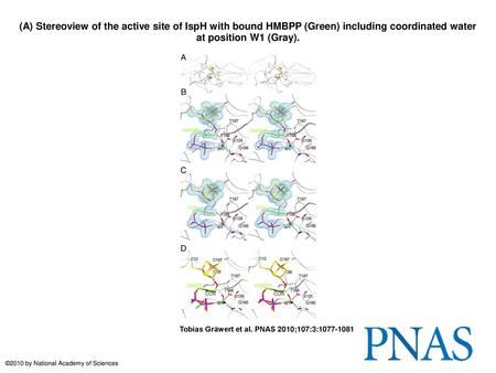 (A) Stereoview of the active site of IspH with bound HMBPP (Green) including coordinated water at position W1 (Gray). (A) Stereoview of the active site.