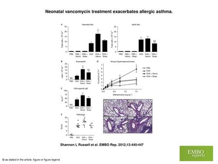 Neonatal vancomycin treatment exacerbates allergic asthma.