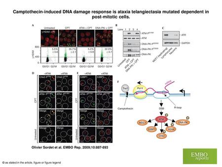 Camptothecin‐induced DNA damage response is ataxia telangiectasia mutated dependent in post‐mitotic cells. Camptothecin‐induced DNA damage response is.