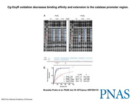 Cg-OxyR oxidation decreases binding affinity and extension to the catalase promoter region. Cg-OxyR oxidation decreases binding affinity and extension.