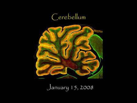 Cerebellum January 15, 2008.