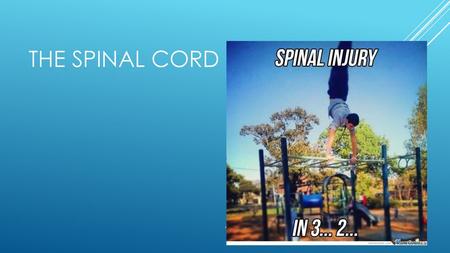 The Spinal Cord.