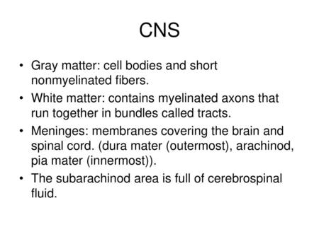 CNS Gray matter: cell bodies and short nonmyelinated fibers.