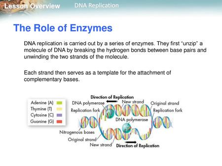 The Role of Enzymes DNA replication is carried out by a series of enzymes. They first “unzip” a molecule of DNA by breaking the hydrogen bonds between.