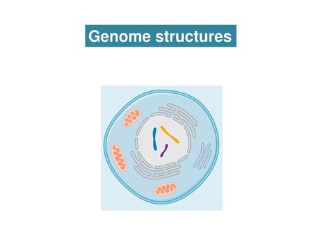 Genome structures.