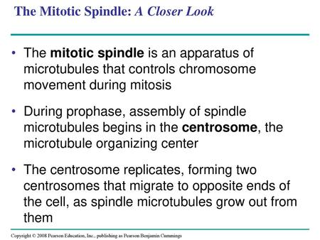 The Mitotic Spindle: A Closer Look