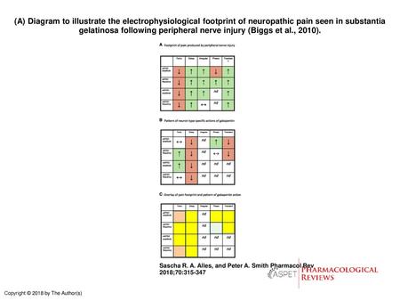 (A) Diagram to illustrate the electrophysiological footprint of neuropathic pain seen in substantia gelatinosa following peripheral nerve injury (Biggs.