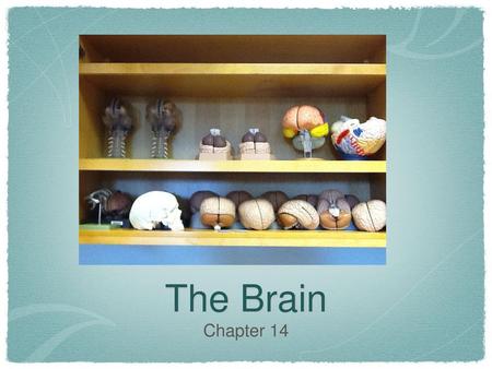 The Brain Chapter 14.