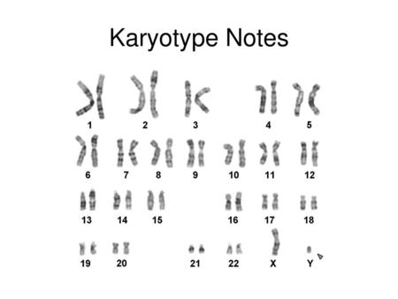 Karyotype Notes.