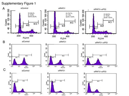 Supplementary Figure 1 A B C siControl siRNF31 siRNF31+siP53 siControl