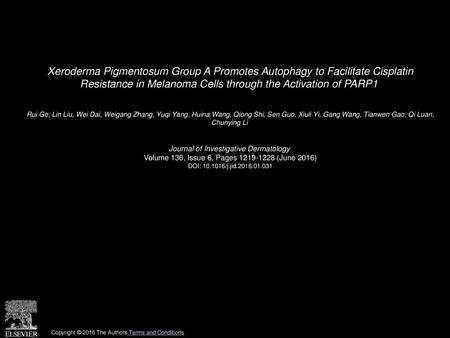 Xeroderma Pigmentosum Group A Promotes Autophagy to Facilitate Cisplatin Resistance in Melanoma Cells through the Activation of PARP1  Rui Ge, Lin Liu,