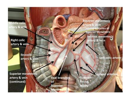 Superior mesenteric Middle colic artery & vein artery & vein