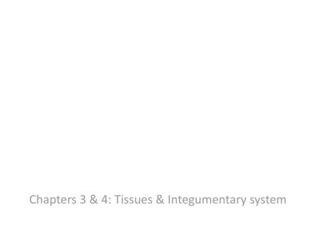 Chapters 3 & 4: Tissues & Integumentary system