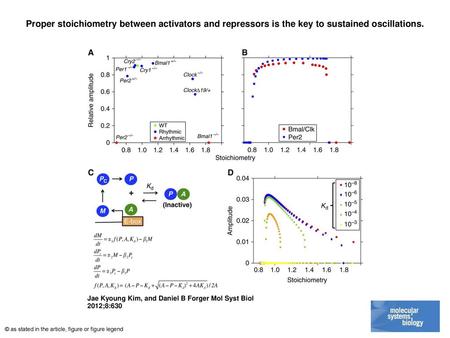 Proper stoichiometry between activators and repressors is the key to sustained oscillations. Proper stoichiometry between activators and repressors is.