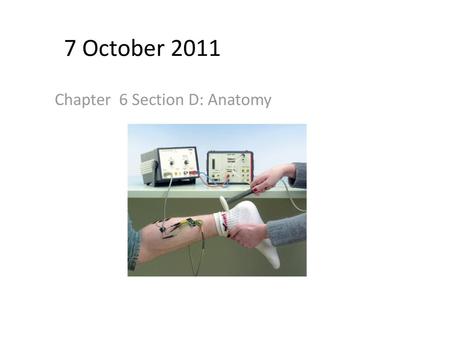 Chapter 6 Section D: Anatomy