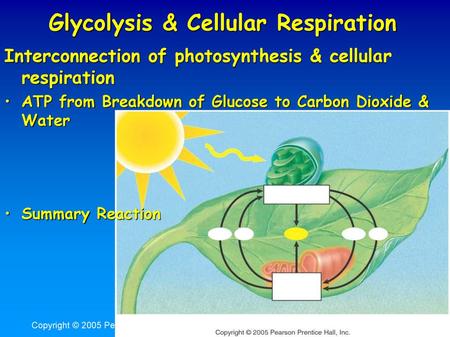 Glycolysis & Cellular Respiration