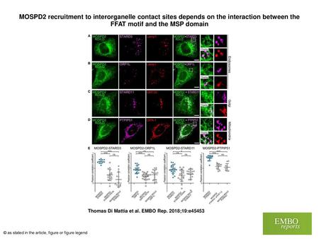 MOSPD2 recruitment to interorganelle contact sites depends on the interaction between the FFAT motif and the MSP domain MOSPD2 recruitment to interorganelle.