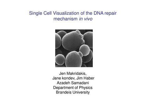 Single Cell Visualization of the DNA repair mechanism in vivo