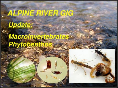 ALPINE RIVER GIG Update: Macroinvertebrates Phytobenthos.