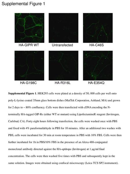 Supplemental Figure 1 HA-GIPR WT Untransfected HA-C46S HA-G198C