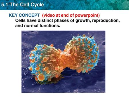 KEY CONCEPT (video at end of powerpoint) Cells have distinct phases of growth, reproduction, and normal functions.