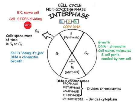 NON-DIVIDING PHASE EX: nerve cell Cell  STOPS dividing G1    S    G2 COPY DNA