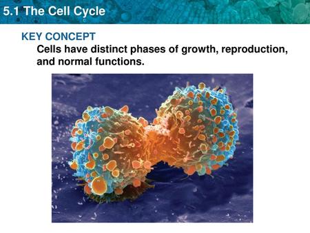 The cell cycle has four main stages.