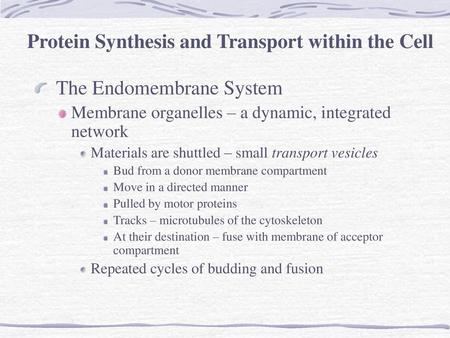 Protein Synthesis and Transport within the Cell