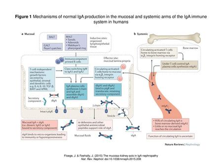 Nat. Rev. Nephrol. doi: /nrneph