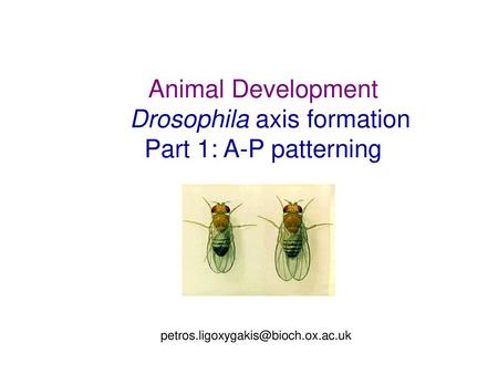 Animal Development Drosophila axis formation Part 1: A-P patterning