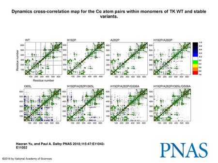 Dynamics cross-correlation map for the Cα atom pairs within monomers of TK WT and stable variants. Dynamics cross-correlation map for the Cα atom pairs.