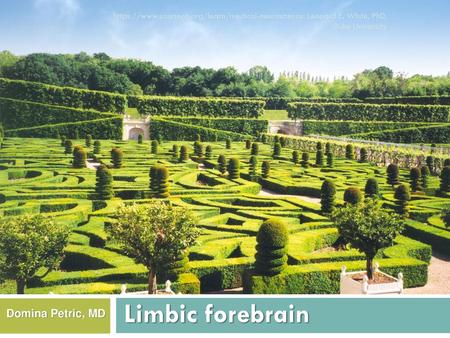 Limbic forebrain Domina Petric, MD