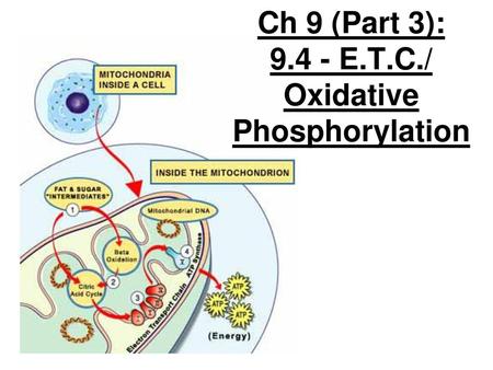 Ch 9 (Part 3): E.T.C./ Oxidative Phosphorylation