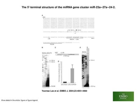 The 5′‐terminal structure of the miRNA gene cluster miR‐23a∼27a∼24‐2.