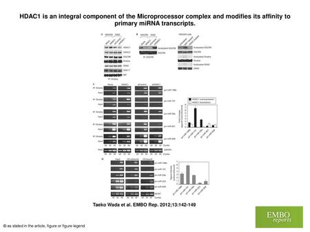 HDAC1 is an integral component of the Microprocessor complex and modifies its affinity to primary miRNA transcripts. HDAC1 is an integral component of.