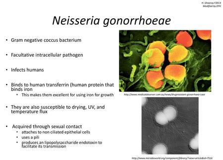 Neisseria gonorrhoeae