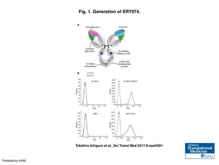 Fig. 1. Generation of ERY974. Generation of ERY974. (A) Schematic illustration of ERY974 structure and the introduced mutations. The two Fab arms share.