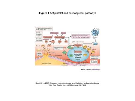 Figure 1 Antiplatelet and anticoagulant pathways