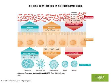 Intestinal epithelial cells in microbial homeostasis.