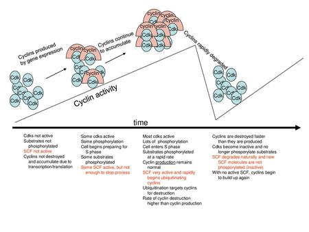 Cyclin activity time Cdk cyclin Cdk cyclin Cdk cyclin Cdk cyclin Cdk
