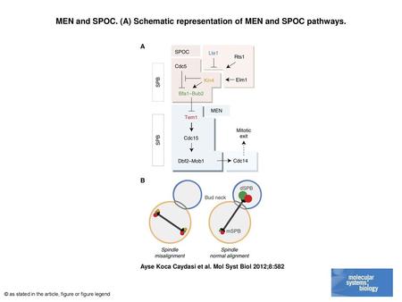 MEN and SPOC. (A) Schematic representation of MEN and SPOC pathways.