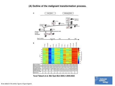 (A) Outline of the malignant transformation process.